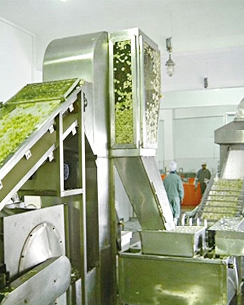 DWC-Dehydrated Vegetable Belt Dryer